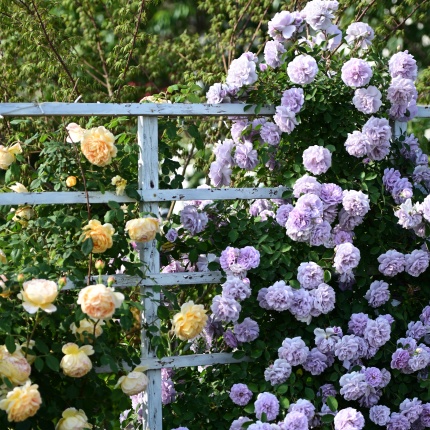 Where Do Organic Fertilizers Come From?