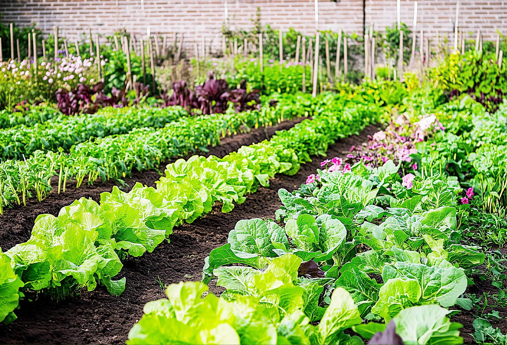 3 Ways Organic Plant Fertilizer Boosts Vegetable Growth Fast