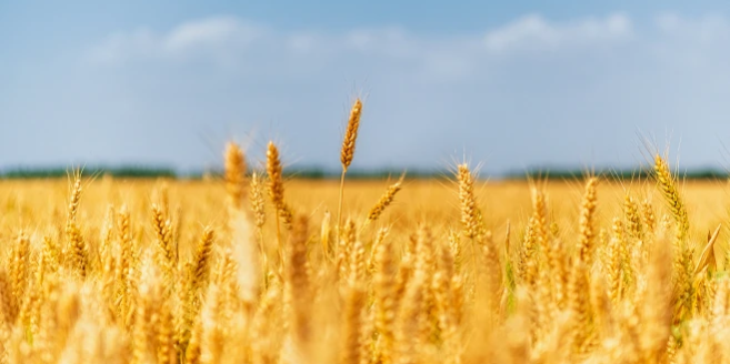 Organic NPK Fertilizer from Rizhao Organic supports wheat growth.