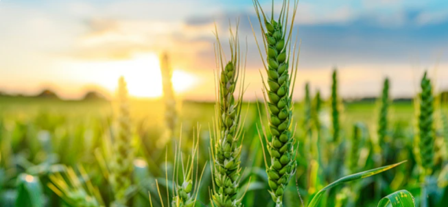 From a single seed to home-baked bread