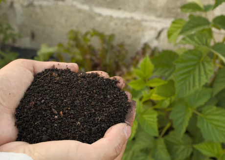 Best Organic Fertilizer for Vegetables.png