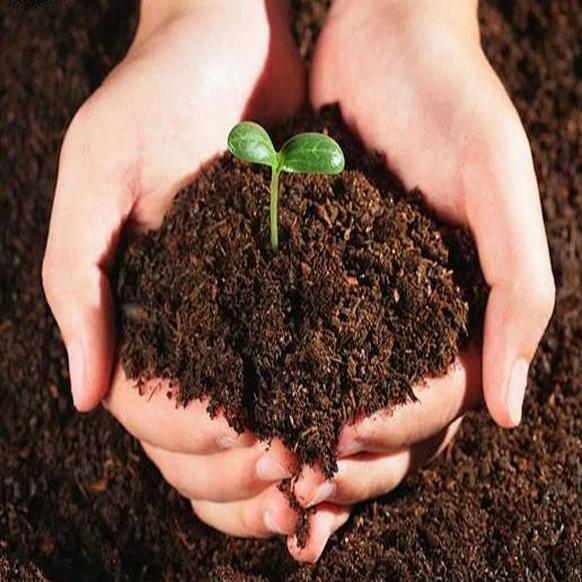 Secrets to Healthy, High-Yield Leafy Greens