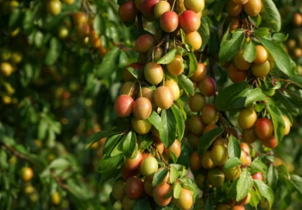 The Orchard Chronicles: From Soil to Harvest — A Grower's Guide to Plums