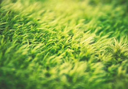 Lawn Care Basics 1