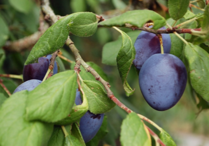 The Orchard Chronicles: From Soil to Harvest — A Grower's Guide to Plums